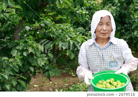 收穫青梅的資深婦女 2879518