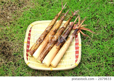 Bamboo shoots Bamboo shoots 2879633