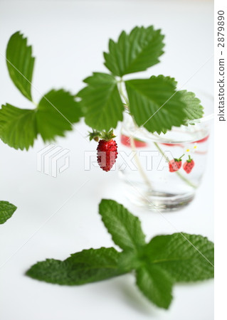 野草莓 野果 蝦夷蛇莓 2879890