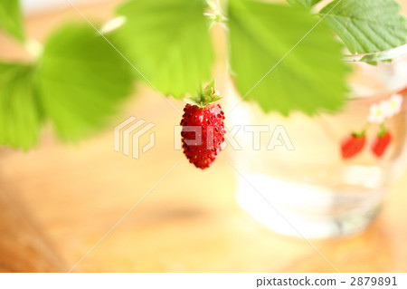 野草莓 野果 蝦夷蛇莓 2879891