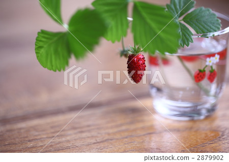 野草莓 野果 蝦夷蛇莓 2879902