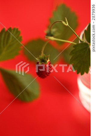 wild strawberries, wild strawberry, wild berries 2879936