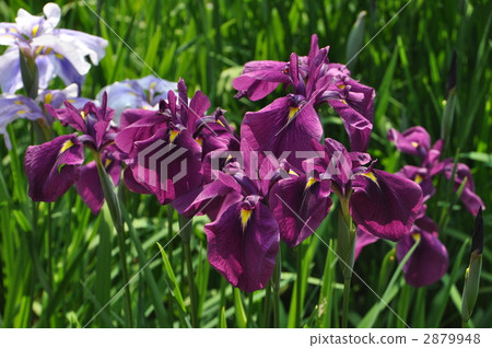 iris, petal, petals 2879948