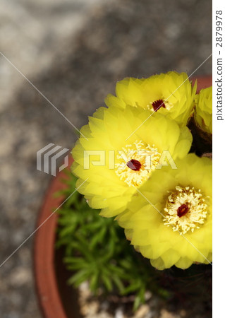 cacti, bloom, cactus 2879978