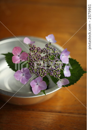 hydrangea, gaku hydrangea, lacecap hydrangea 2879981
