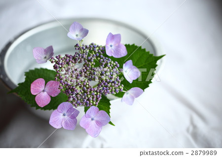 花 繡球花 紫陽花 2879989