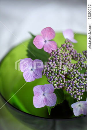 gaku hydrangea, lacecap hydrangea, hydrangea 2880032