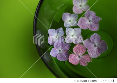 gaku hydrangea, lacecap hydrangea, hydrangea 2880081