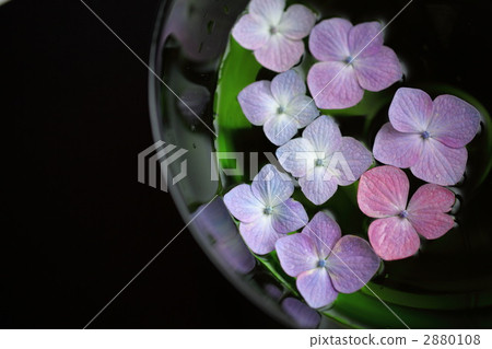 繡球花 花 紫陽花 2880108