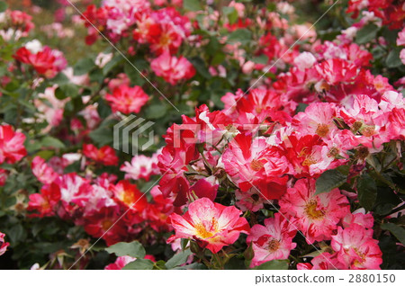 Sakaki Chikumagawa Rose Park Sakaki Chikumagawa Rose Park 2880150