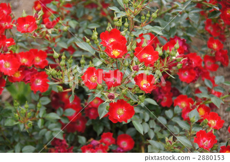 Sakaki Chikumagawa Rose Park Sakaki Chikumagawa Rose Park 2880153