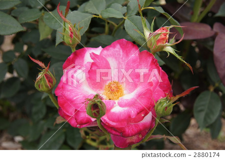 Sakaki Chikumagawa Rose Park 2880174