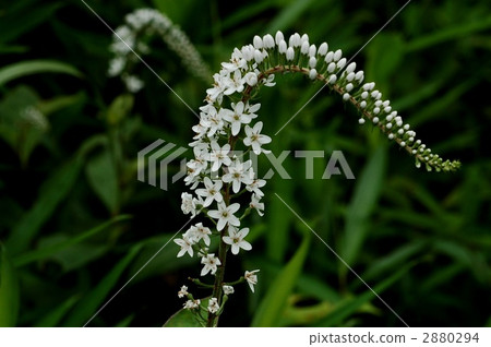 gooseneck loosestrife, bloom, blossom 2880294