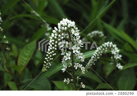 thicket, coppice, thickets 2880299