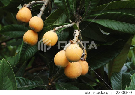 枇杷（水果） 2880309