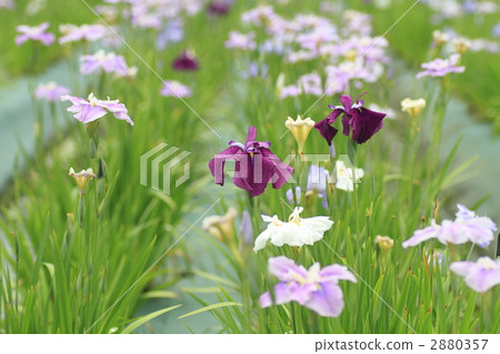 鳶尾蘭區 鳶尾 紫色 2880357