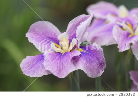 鳶尾 鳶尾科 微距攝影 2880358