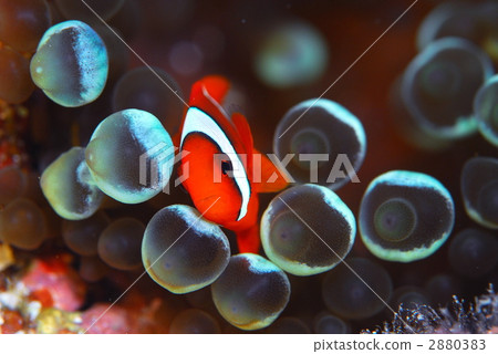 anemonefish tomato clownfish anemone
