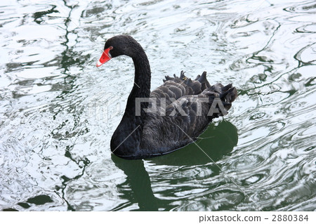 black swan, shorebird, water fowl 2880384
