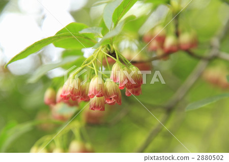 吊鐘花屬 杜鵑花 一串 2880502