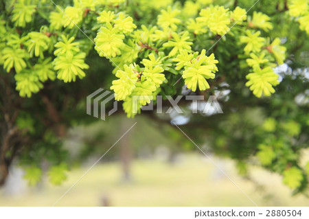spruce, odaigahara, yellow-green 2880504
