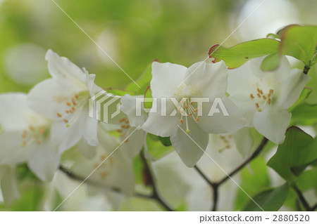 闊葉樹 杜鵑花 純潔 2880520