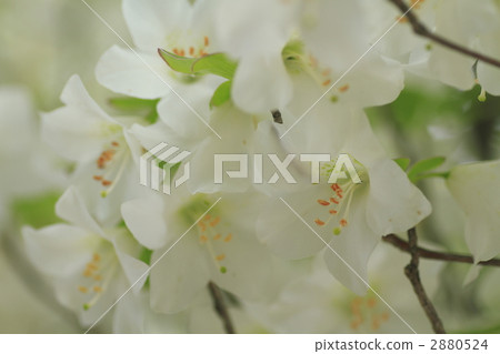 闊葉樹 杜鵑花 純潔 2880524