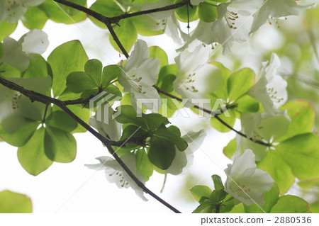 三重縣 闊葉樹 杜鵑花 2880536
