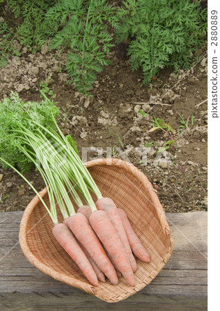 Household vegetable garden carrots 2880889