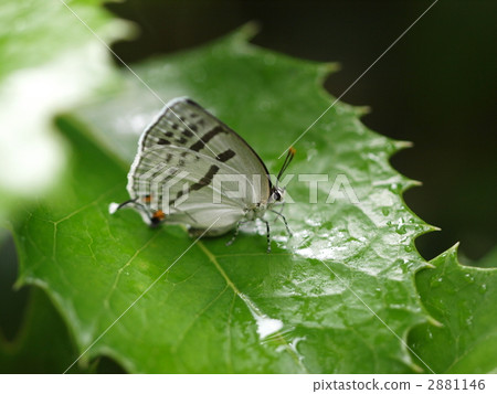 Mizuiro Onigajima 2881146