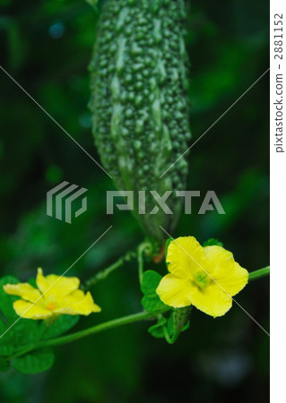 植物花和果實 植物花和果實 2881152