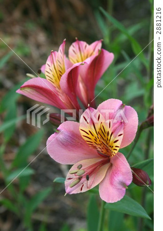 Alstroemeria 004 Alstroemeria 004 2881216