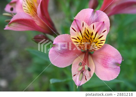 Alstroemeria 005 Alstroemeria 005 2881218