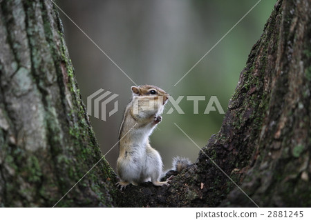 chipmunk, chipmunks, instant 2881245