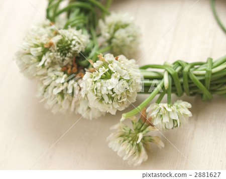 白三葉草的皇冠 2881627