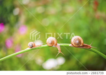 snail, snails, rainy season image 2881739