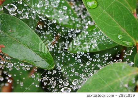Water droplets 2881839