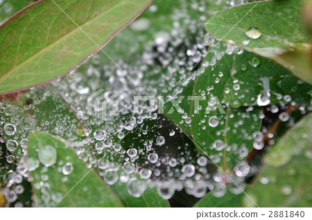 Water droplets 2881840