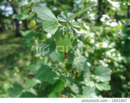 Currant Currant 2881867