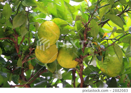 香櫞 2882083