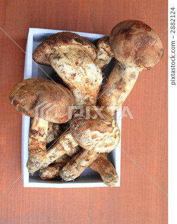 松茸蘑菇 2882124