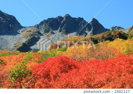 楓樹 紅楓 楓葉 2882127