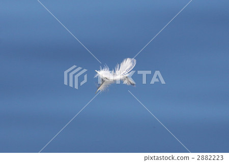 羽毛 毽子 葉片 2882223