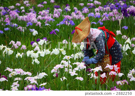 虹膜花採摘 虹膜花採摘 2882250