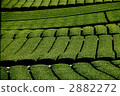 茶園 2882272