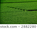 茶園 2882280