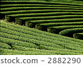 茶園 2882290
