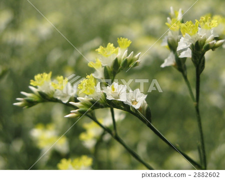 Starch's (Kino Blanc) 2882602