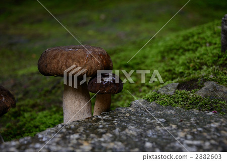Mushrooms growing on the moss of the temple Mushrooms growing on the moss of the temple 2882603