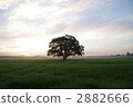 Early morning sparkling tree 2882666